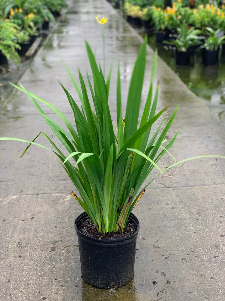 trimezia-martinicensis-iris-yellow-walking