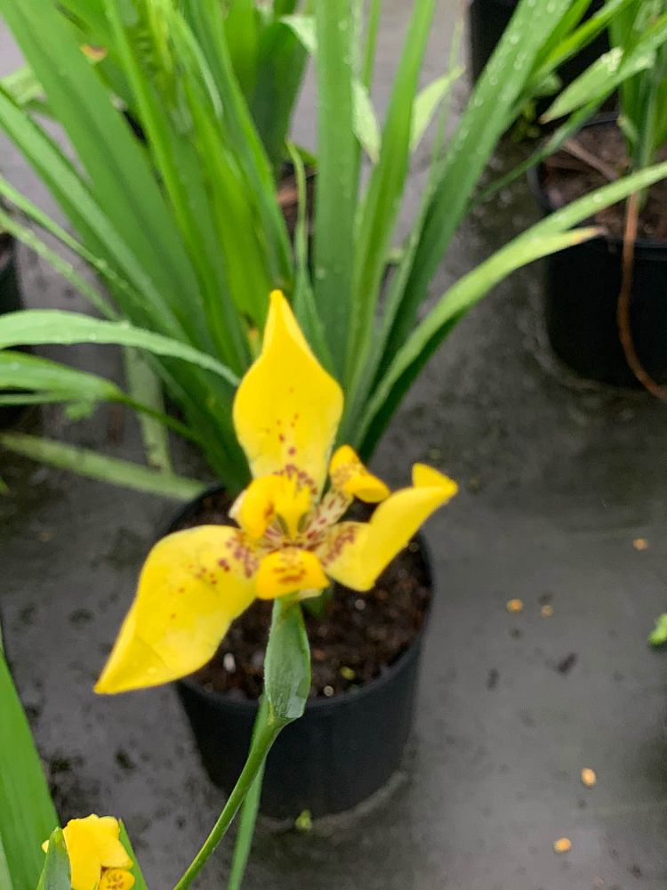 trimezia-martinicensis-iris-yellow-walking