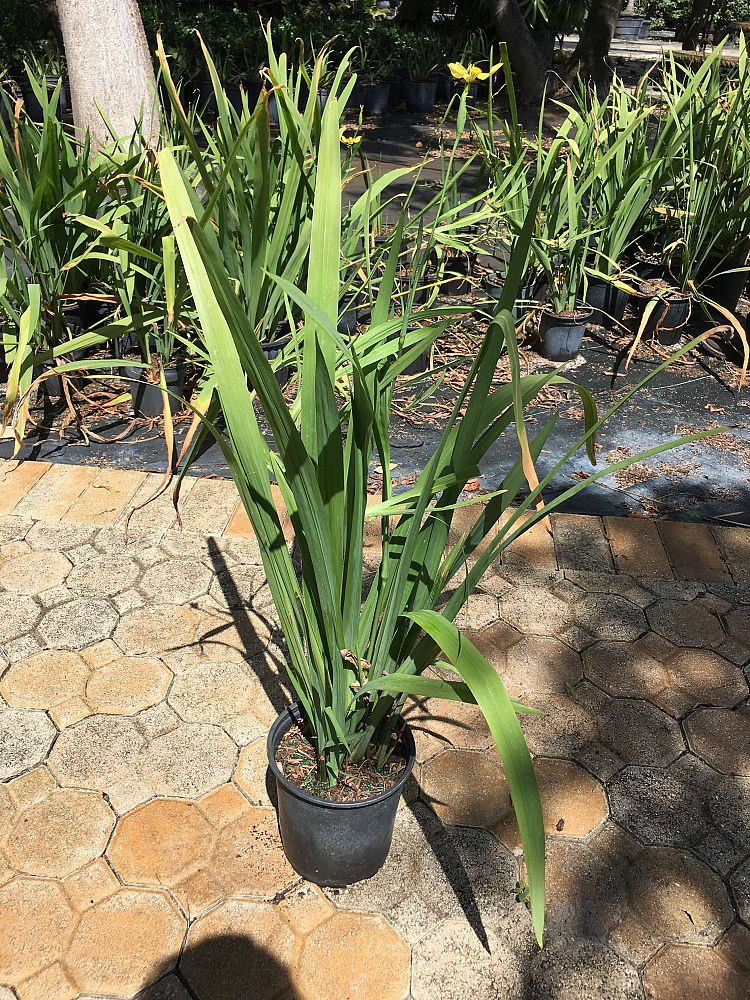 trimezia-martinicensis-iris-yellow-walking