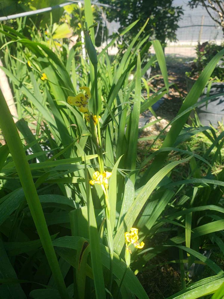 trimezia-martinicensis-iris-yellow-walking