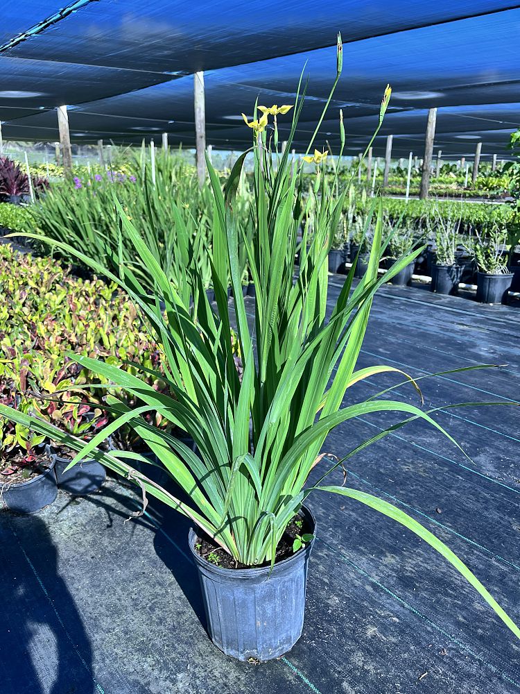 trimezia-martinicensis-iris-yellow-walking