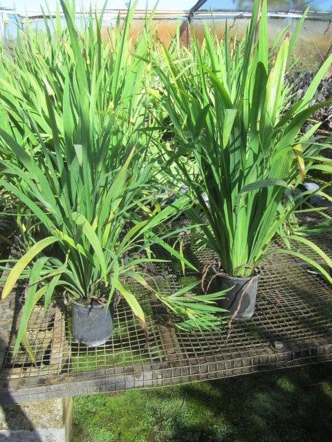 trimezia-martinicensis-iris-yellow-walking
