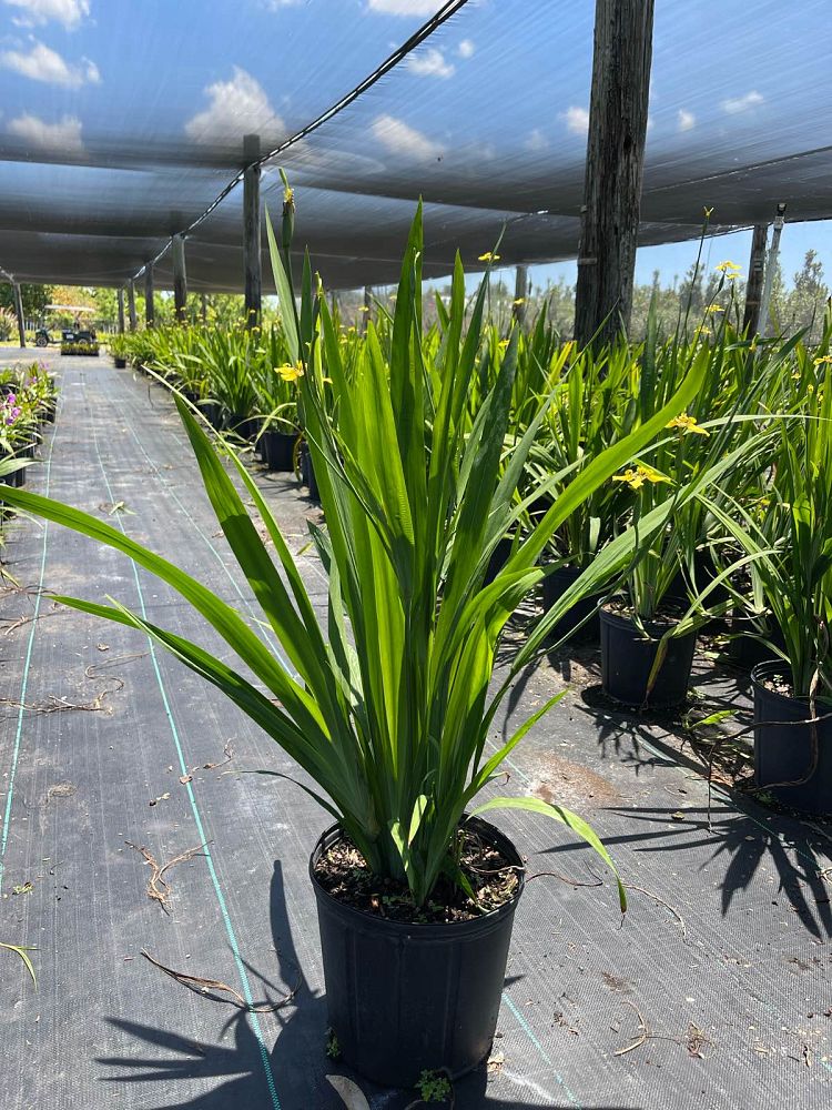 trimezia-martinicensis-iris-yellow-walking