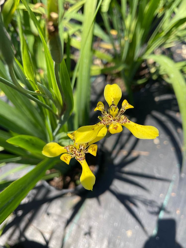 trimezia-martinicensis-iris-yellow-walking