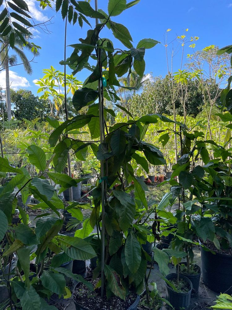 triplaris-americana-triplaris-guanaiensis-ant-tree