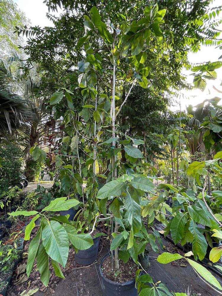 triplaris-americana-triplaris-guanaiensis-ant-tree