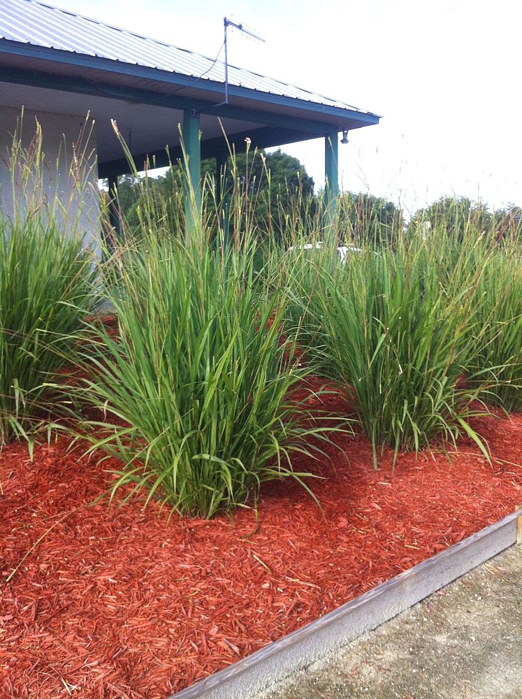 Beeman's Nursery | plantANT.com Beeman's Nursery | plantANT.com