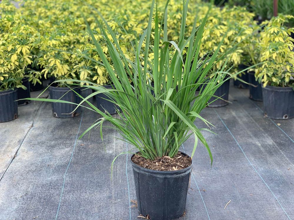tripsacum-dactyloides-fakahatchee-grass-eastern-gamagrass