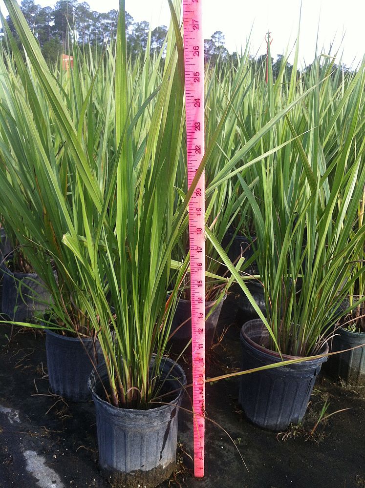 tripsacum-dactyloides-fakahatchee-grass-eastern-gamagrass