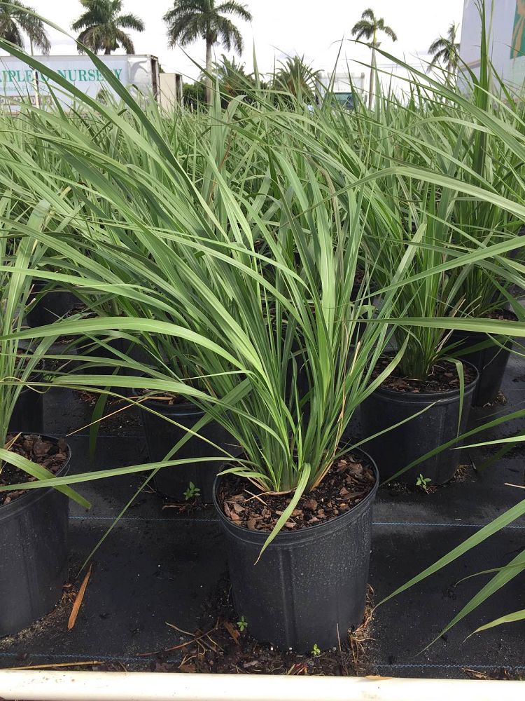 tripsacum-dactyloides-fakahatchee-grass-eastern-gamagrass