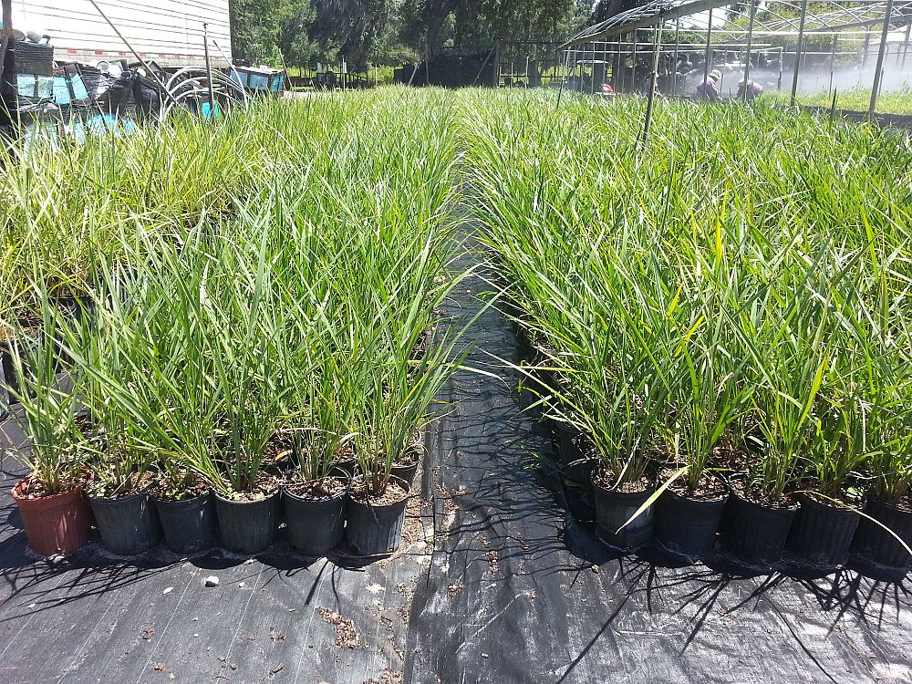 tripsacum-dactyloides-fakahatchee-grass-eastern-gamagrass