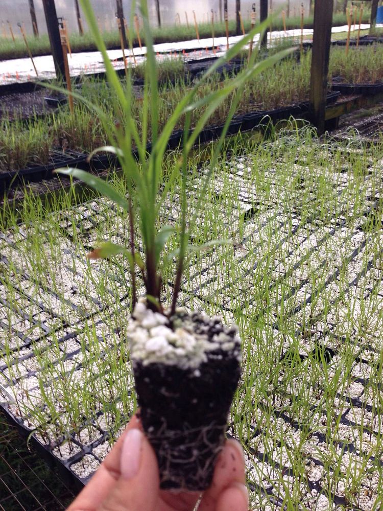 tripsacum-dactyloides-fakahatchee-grass-eastern-gamagrass