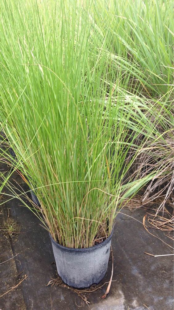 tripsacum-dactyloides-fakahatchee-grass-eastern-gamagrass