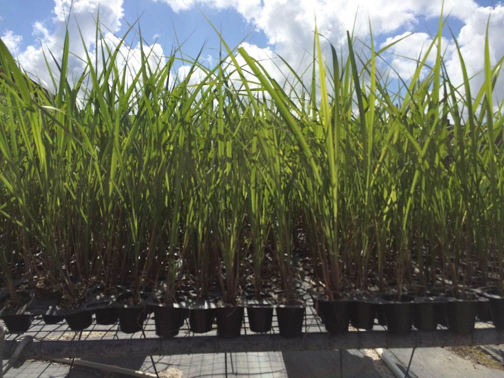 tripsacum-dactyloides-fakahatchee-grass-eastern-gamagrass