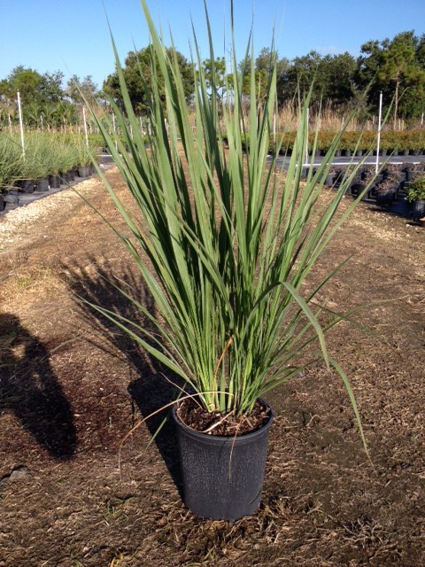 tripsacum-dactyloides-fakahatchee-grass-eastern-gamagrass