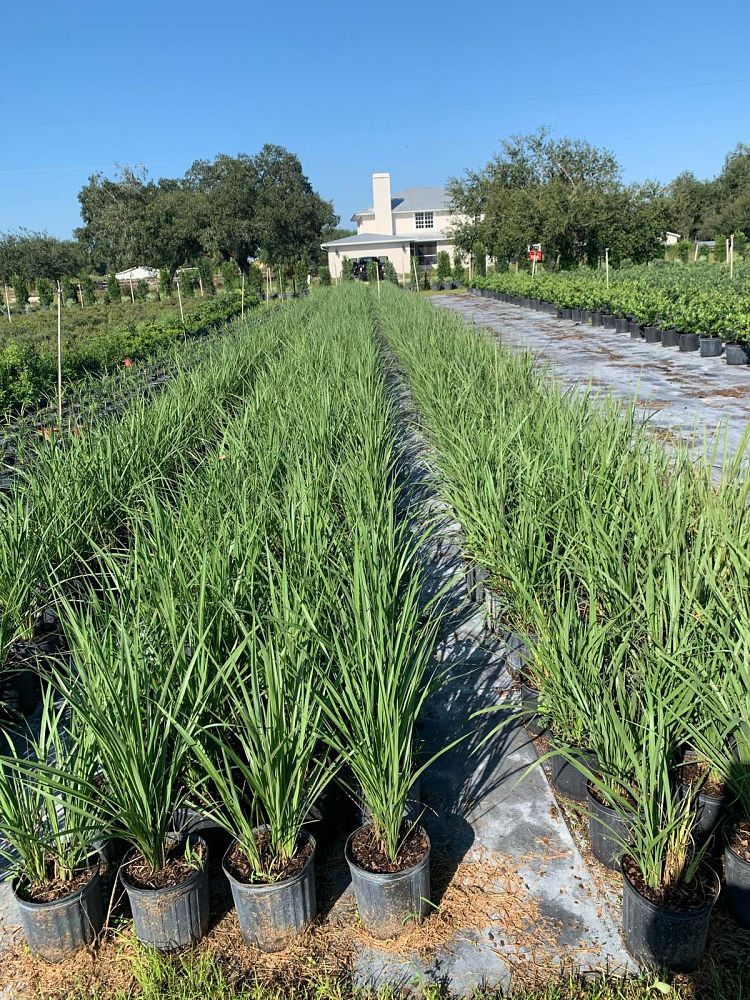 tripsacum-dactyloides-fakahatchee-grass-eastern-gamagrass