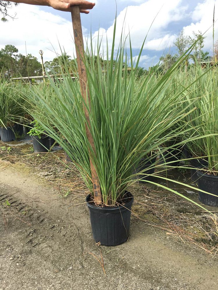 tripsacum-dactyloides-fakahatchee-grass-eastern-gamagrass