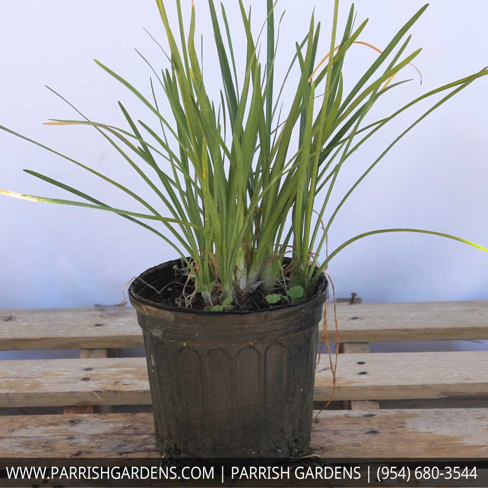 tripsacum-dactyloides-fakahatchee-grass-eastern-gamagrass