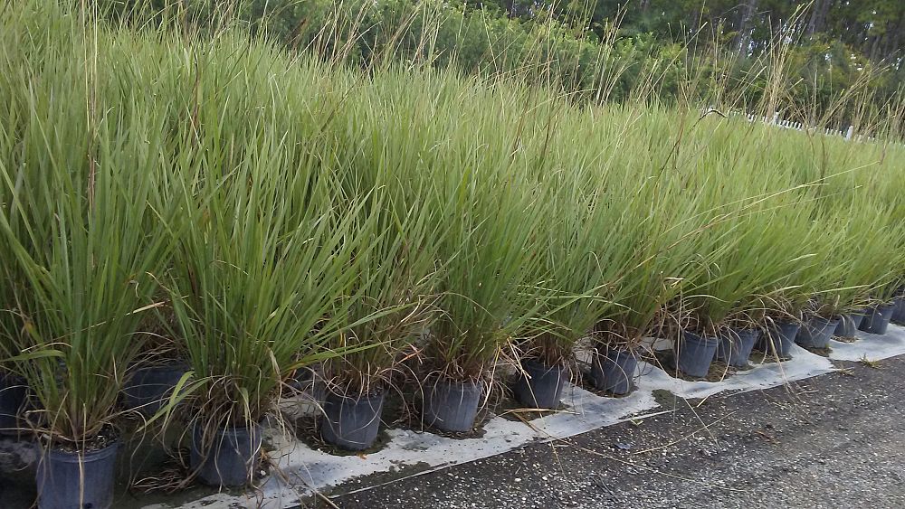 tripsacum-dactyloides-fakahatchee-grass-eastern-gamagrass
