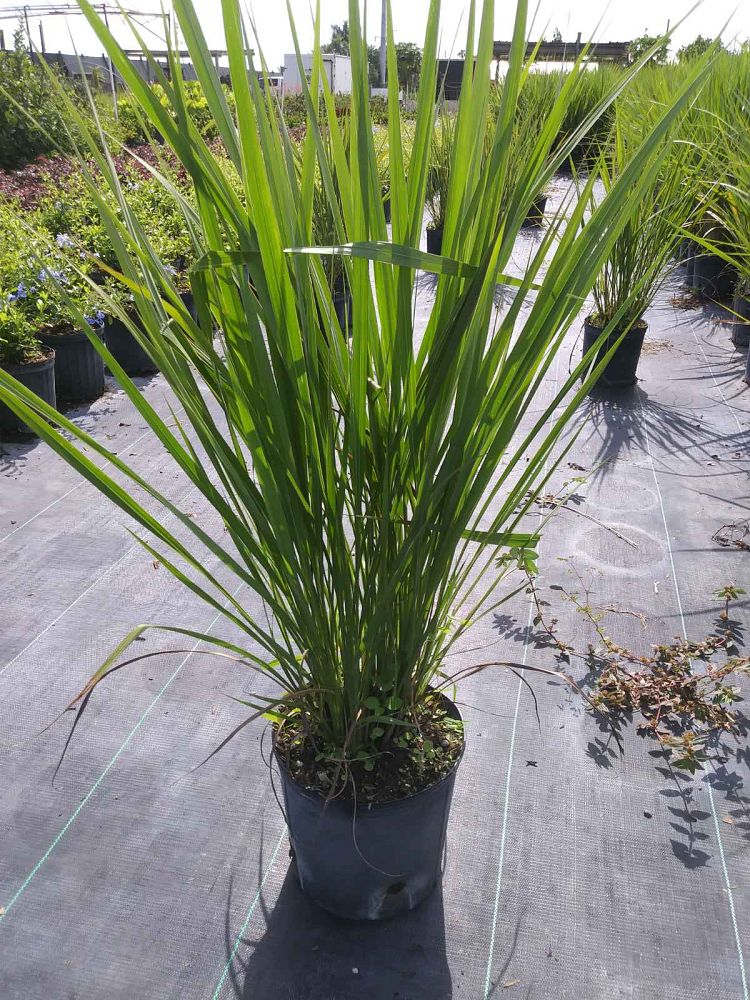 tripsacum-dactyloides-fakahatchee-grass-eastern-gamagrass