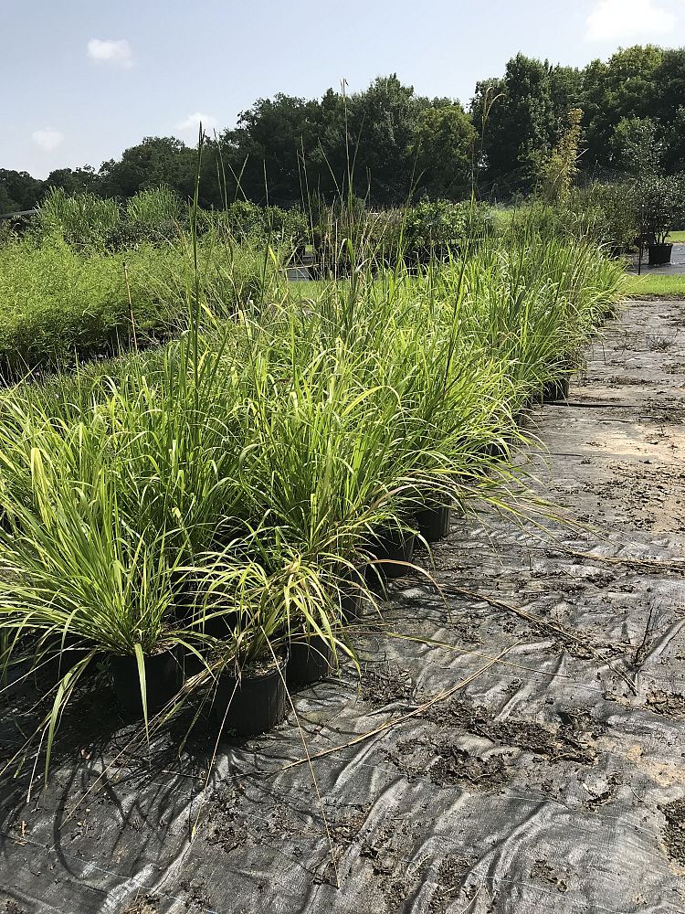 tripsacum-dactyloides-fakahatchee-grass-eastern-gamagrass
