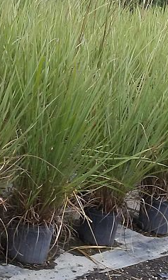 tripsacum-dactyloides-fakahatchee-grass-eastern-gamagrass