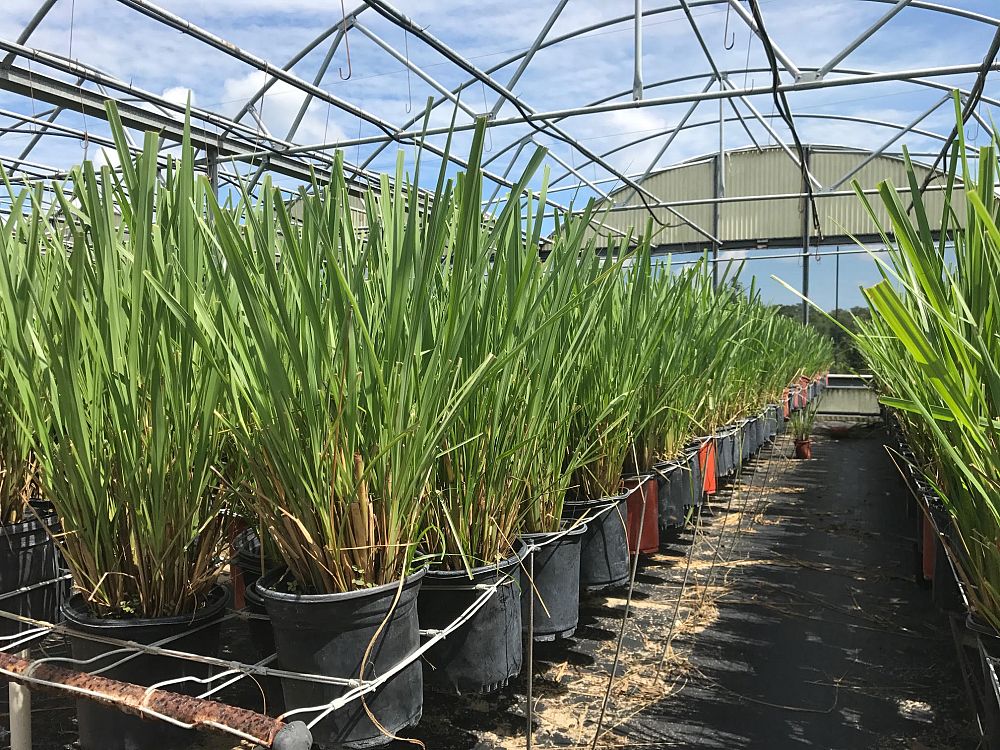 tripsacum-dactyloides-fakahatchee-grass-eastern-gamagrass