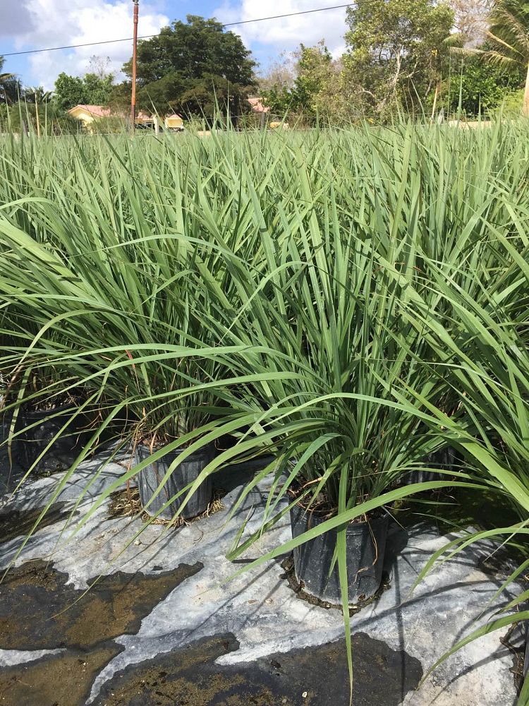 tripsacum-dactyloides-fakahatchee-grass-eastern-gamagrass