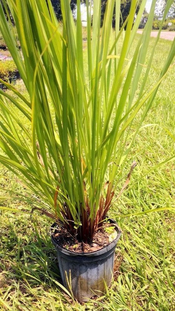 tripsacum-dactyloides-fakahatchee-grass-eastern-gamagrass