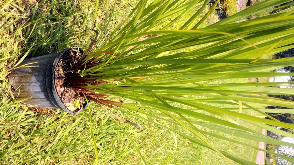 tripsacum-dactyloides-fakahatchee-grass-eastern-gamagrass