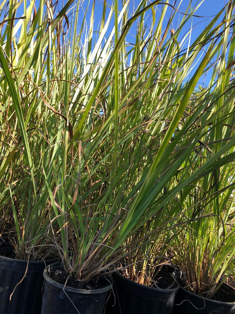 tripsacum-dactyloides-fakahatchee-grass-eastern-gamagrass