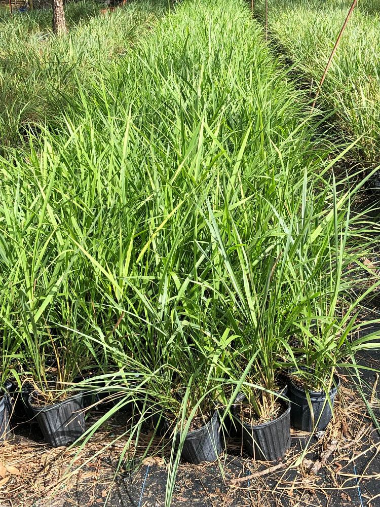tripsacum-dactyloides-fakahatchee-grass-eastern-gamagrass