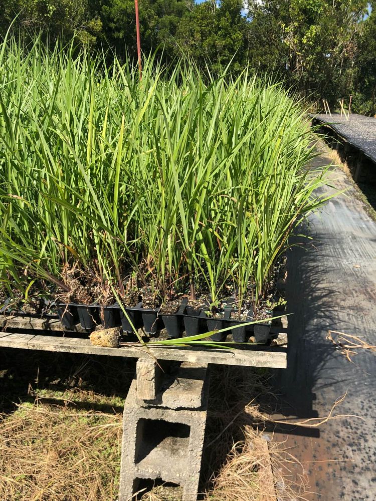 tripsacum-dactyloides-fakahatchee-grass-eastern-gamagrass