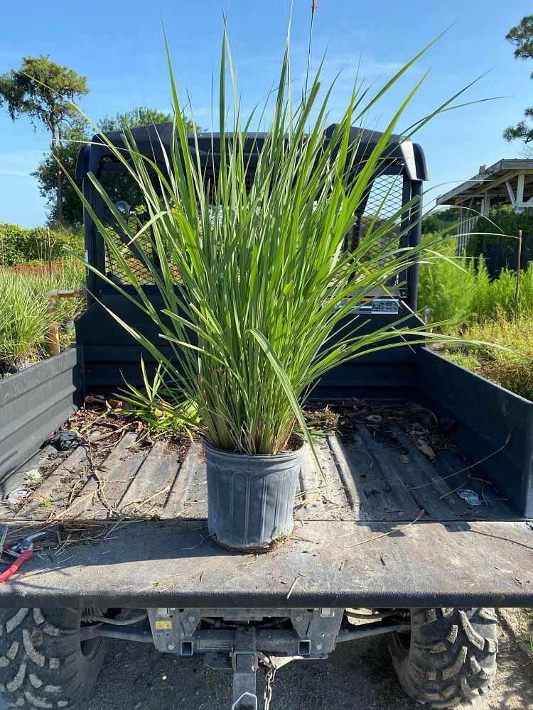 tripsacum-dactyloides-fakahatchee-grass-eastern-gamagrass