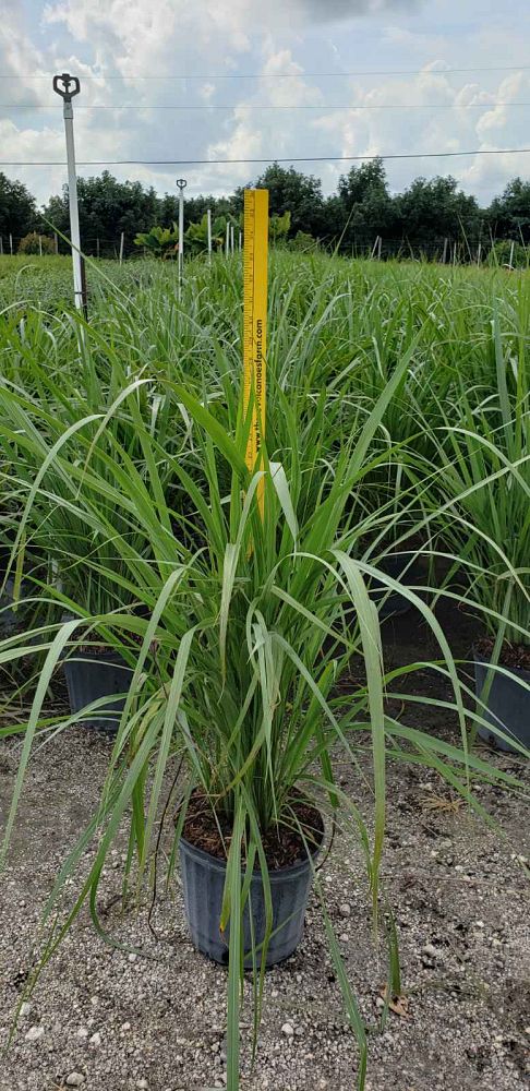 tripsacum-dactyloides-fakahatchee-grass-eastern-gamagrass