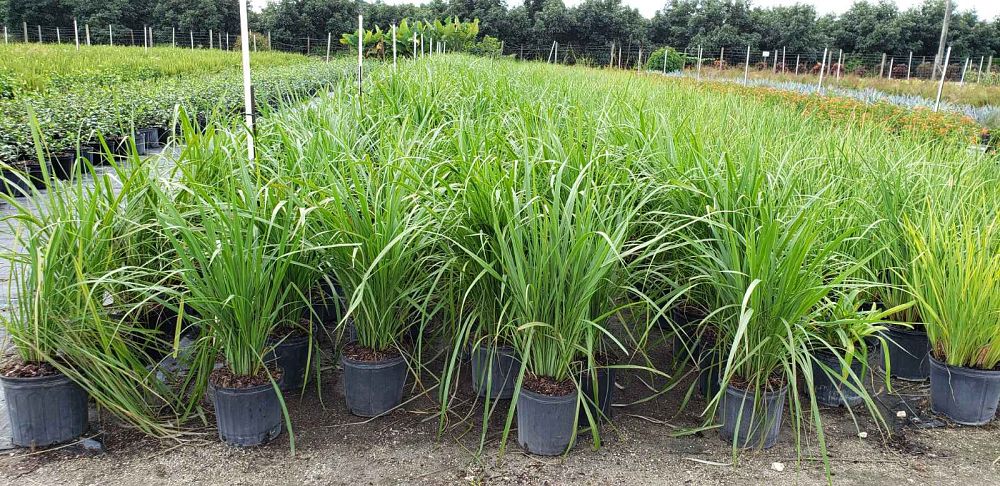 tripsacum-dactyloides-fakahatchee-grass-eastern-gamagrass