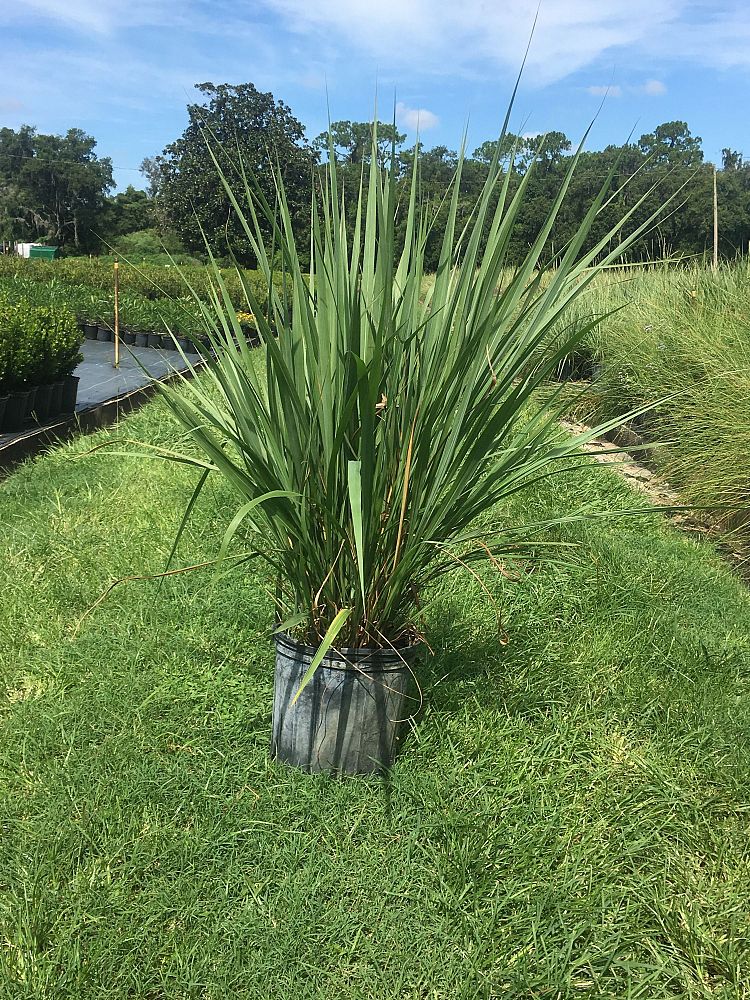 tripsacum-dactyloides-fakahatchee-grass-eastern-gamagrass