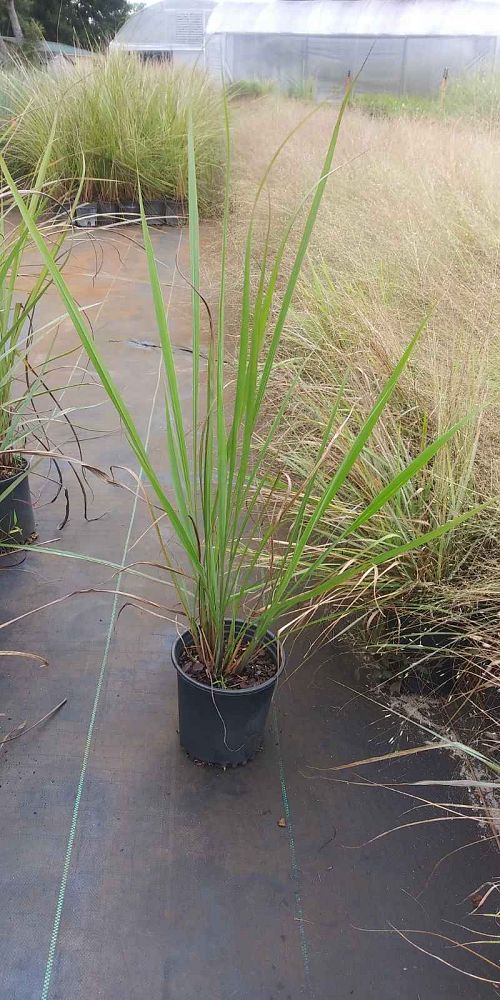 tripsacum-dactyloides-fakahatchee-grass-eastern-gamagrass