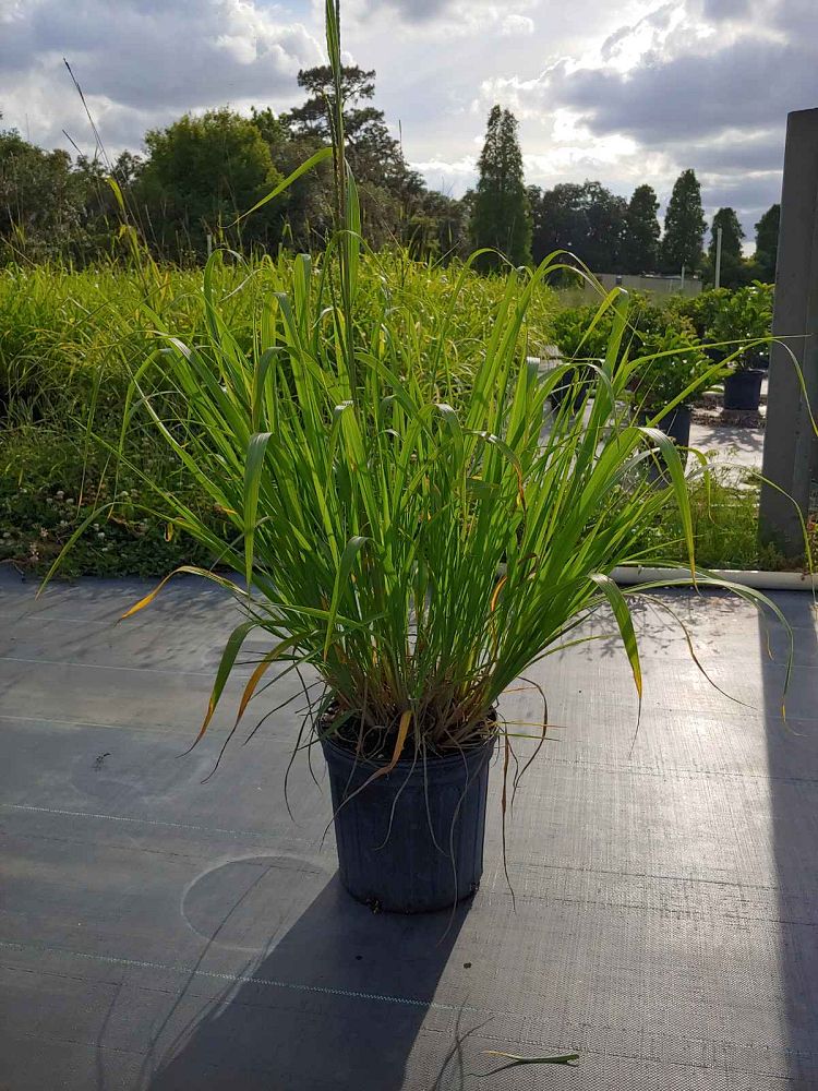 tripsacum-dactyloides-fakahatchee-grass-eastern-gamagrass