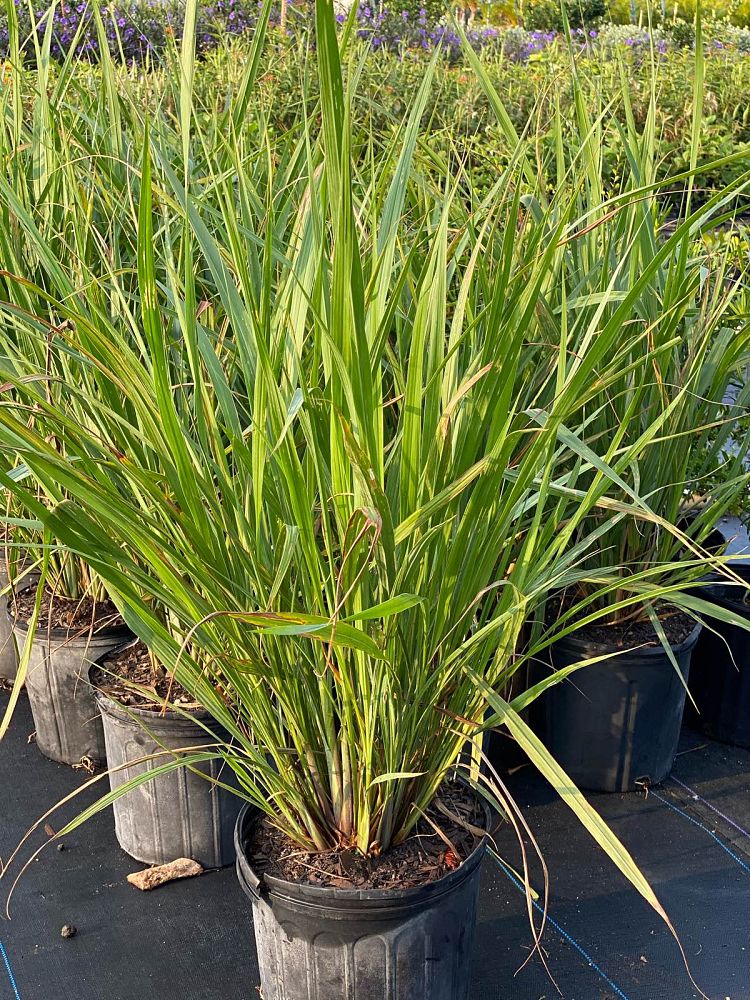 tripsacum-dactyloides-fakahatchee-grass-eastern-gamagrass