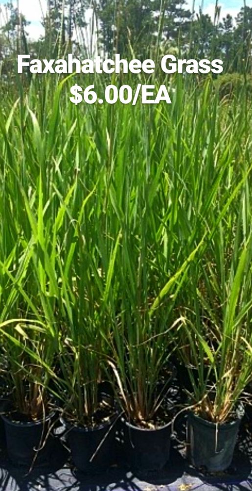 tripsacum-dactyloides-fakahatchee-grass-eastern-gamagrass