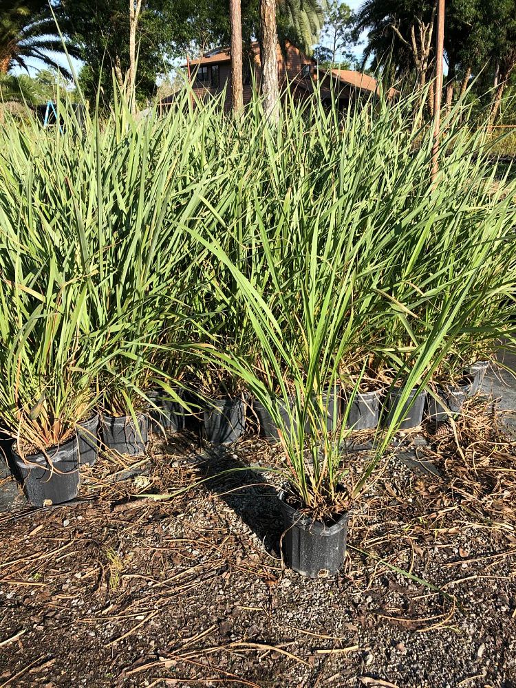 tripsacum-dactyloides-fakahatchee-grass-eastern-gamagrass