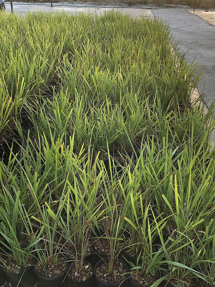 tripsacum-dactyloides-fakahatchee-grass-eastern-gamagrass