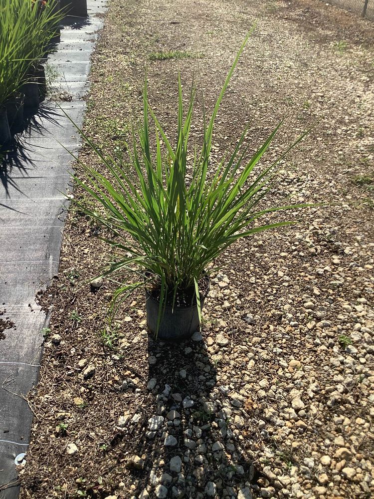 tripsacum-dactyloides-fakahatchee-grass-eastern-gamagrass