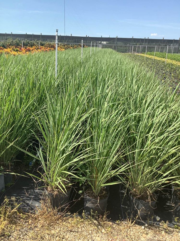 tripsacum-dactyloides-fakahatchee-grass-eastern-gamagrass