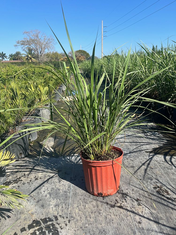 tripsacum-dactyloides-fakahatchee-grass-eastern-gamagrass