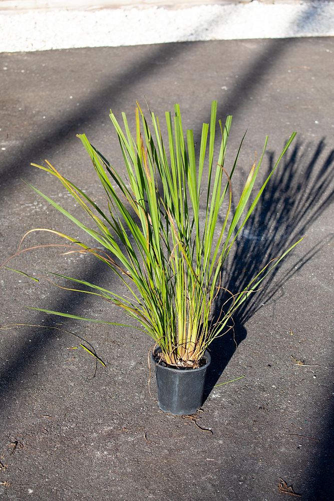 tripsacum-dactyloides-fakahatchee-grass-eastern-gamagrass