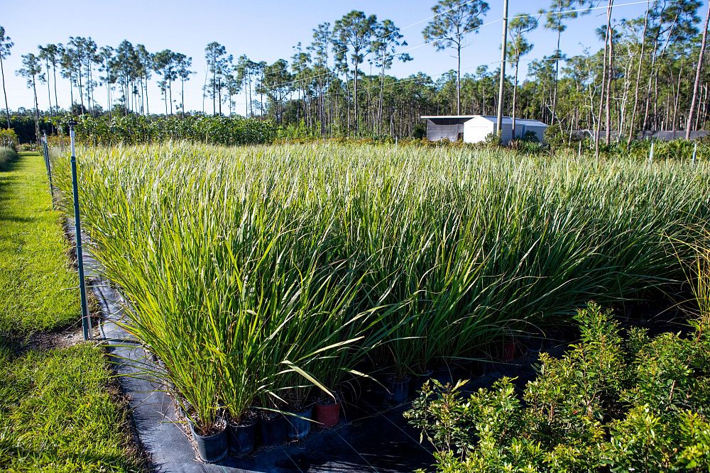 tripsacum-dactyloides-fakahatchee-grass-eastern-gamagrass