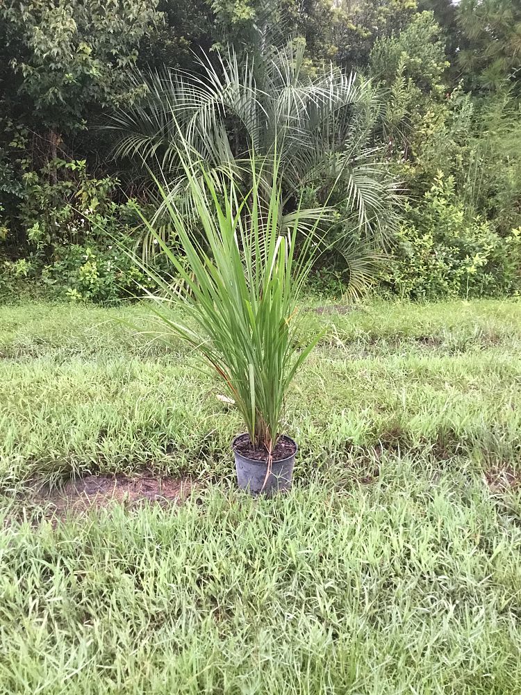 tripsacum-dactyloides-fakahatchee-grass-eastern-gamagrass