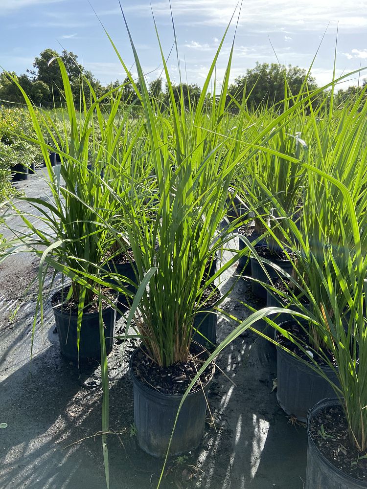 tripsacum-dactyloides-fakahatchee-grass-eastern-gamagrass
